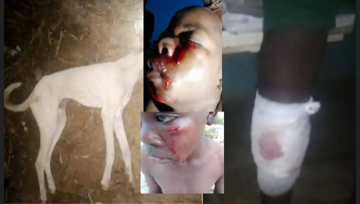 Mahaukacin kare ya ciji mutane 18, sai dai fusatattun matasa sun kashe shi a Kano.